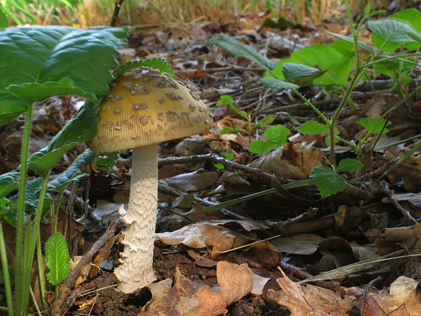 Amanita ceciliae