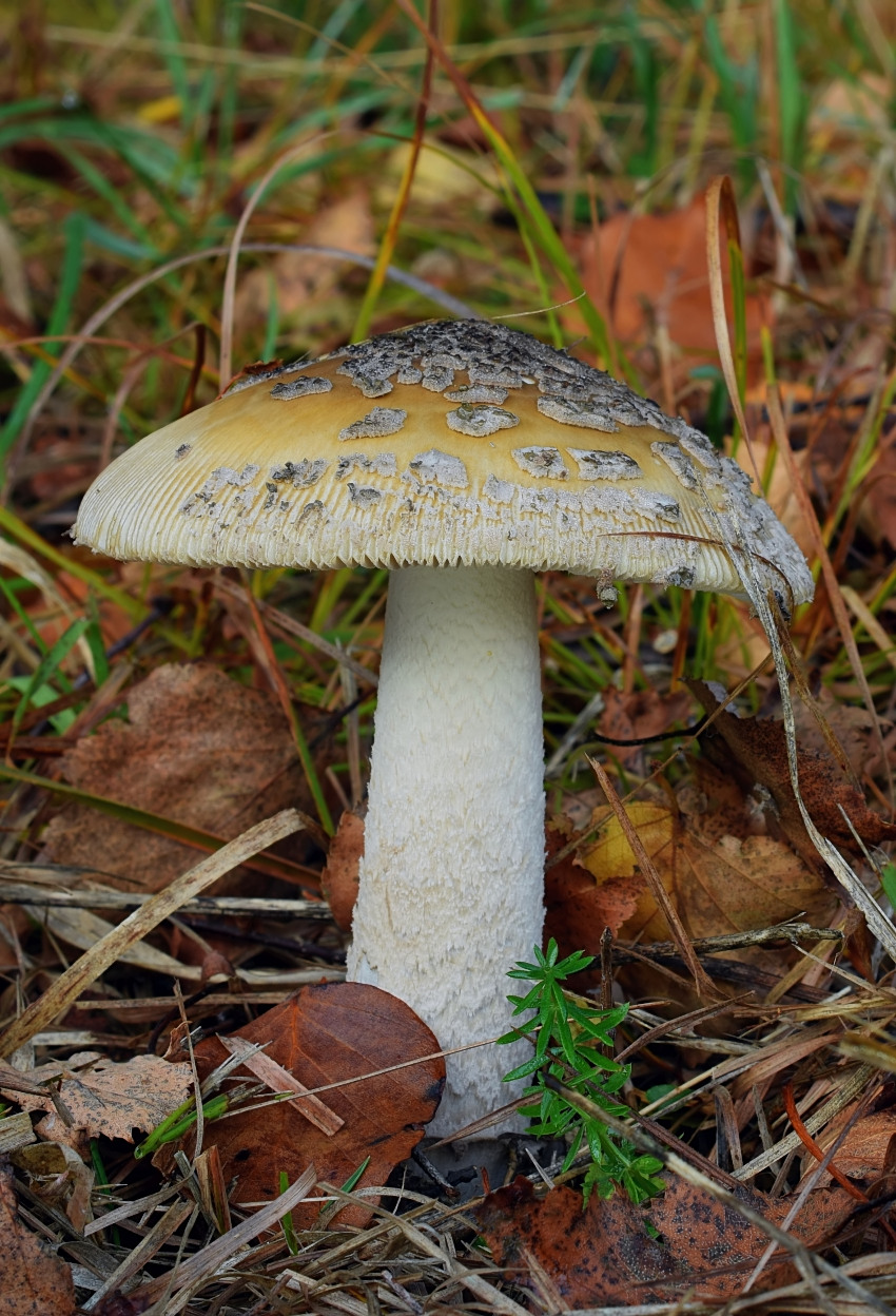 Amanita ceciliae