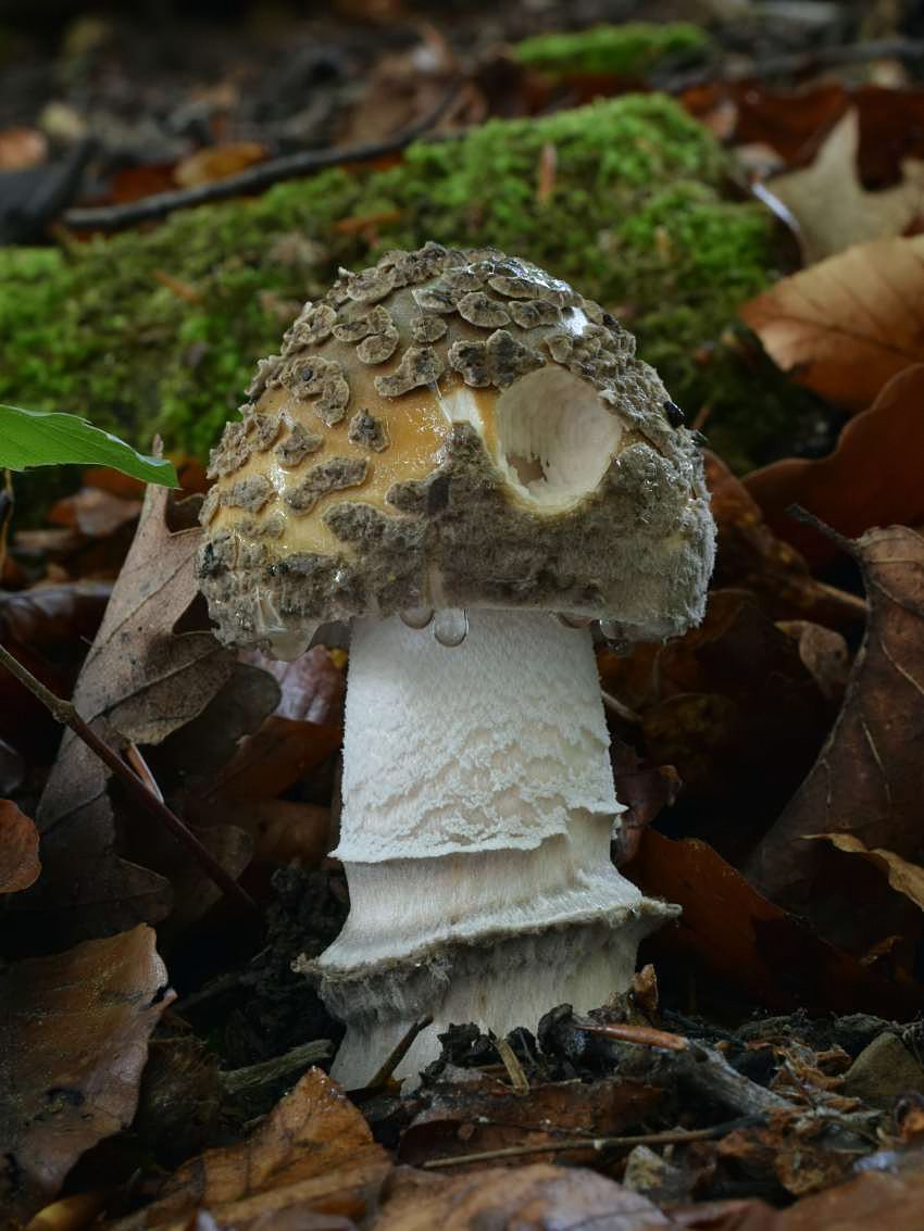 Amanita ceciliae