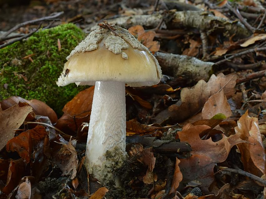 Amanita ceciliae