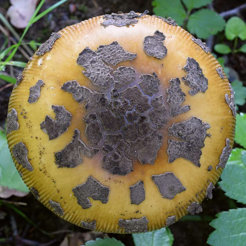 Amanita ceciliae