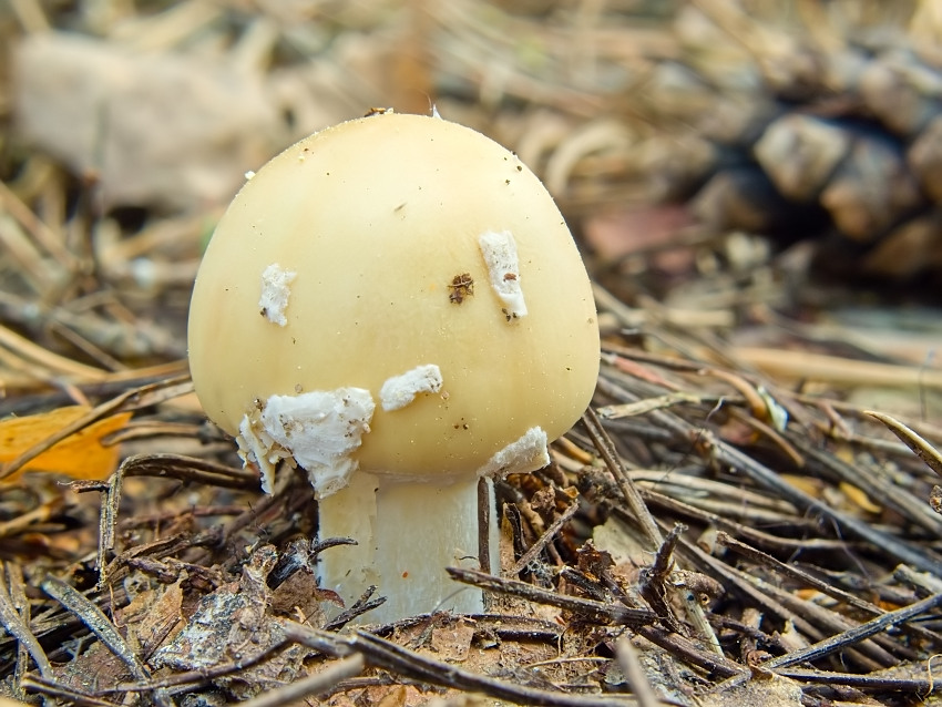 Amanita gemmata