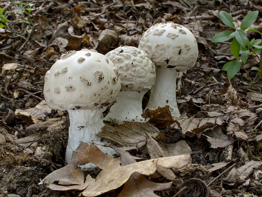 Amanita strobiliformis