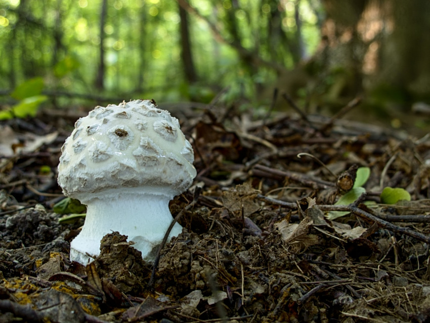 Amanita strobiliformis