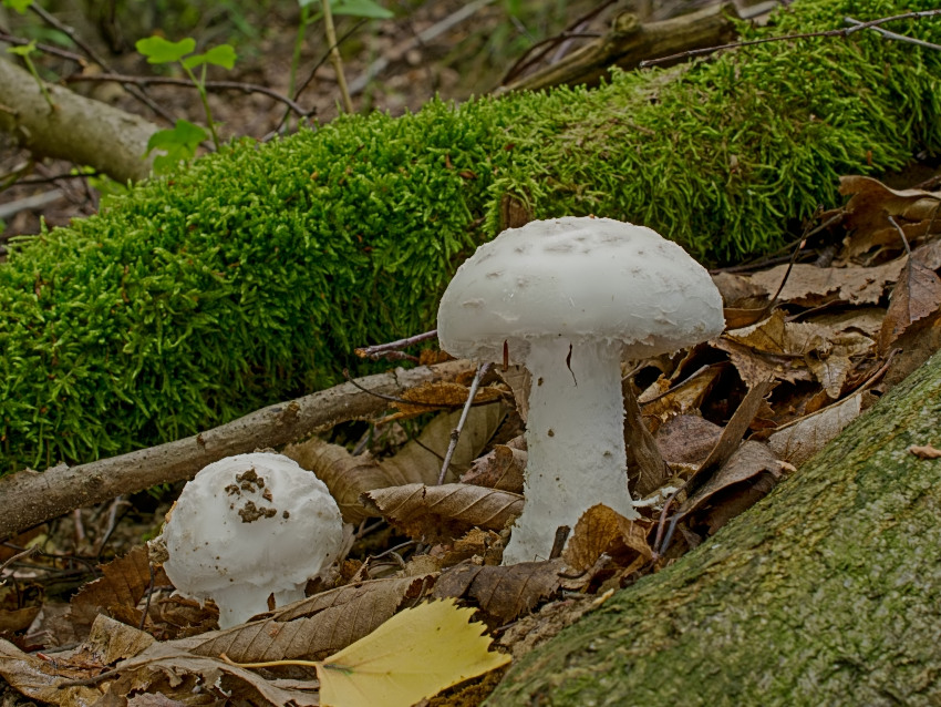 Amanita strobiliformis