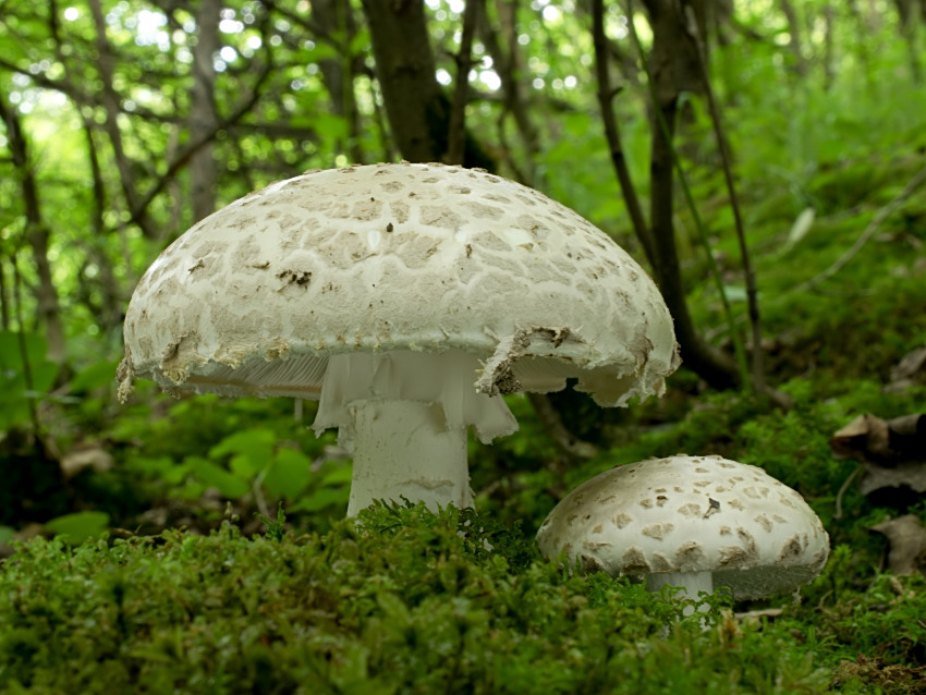 Amanita strobiliformis