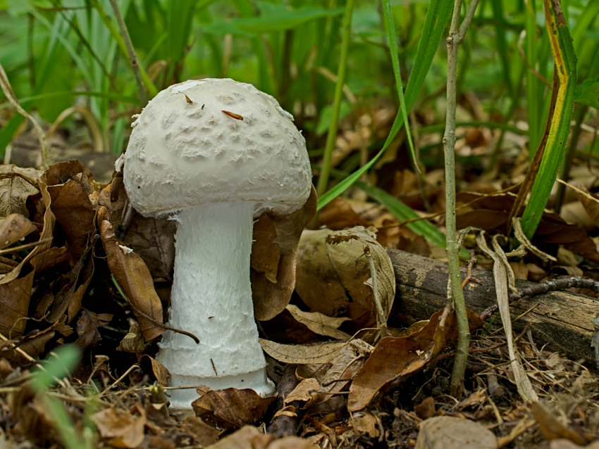 Amanita strobiliformis
