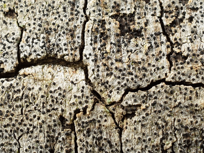 Anthostoma decipiens