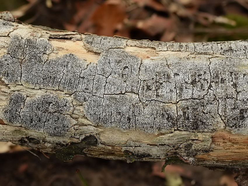 Anthostoma decipiens