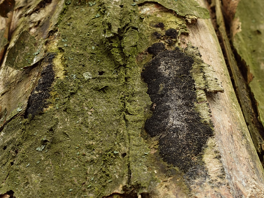 Anthostoma decipiens