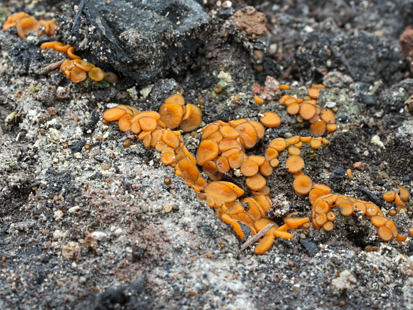 Anthracobia melaloma