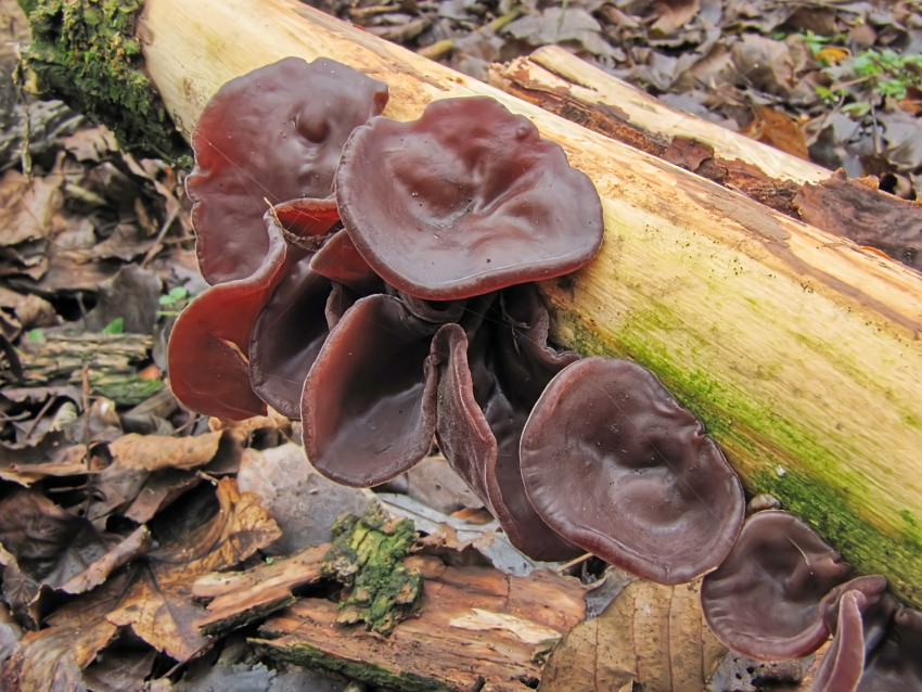 Auricularia auricula-judae