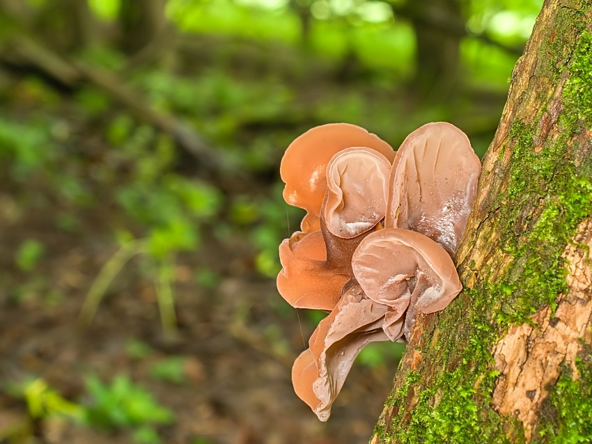Auricularia auricula-judae