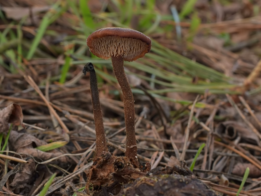 Auriscalpium vulgare