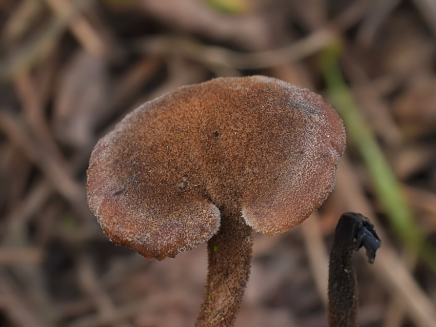 Auriscalpium vulgare