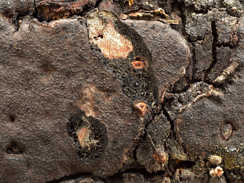 Biscogniauxia cinereolilacina