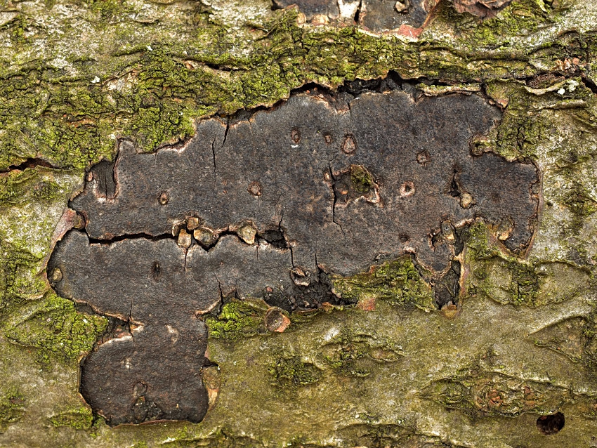 Biscogniauxia cinereolilacina