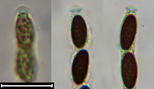 Biscogniauxia cinereolilacina