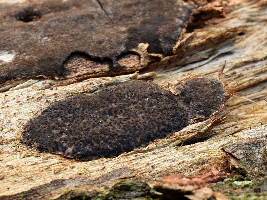 Biscogniauxia cinereolilacina