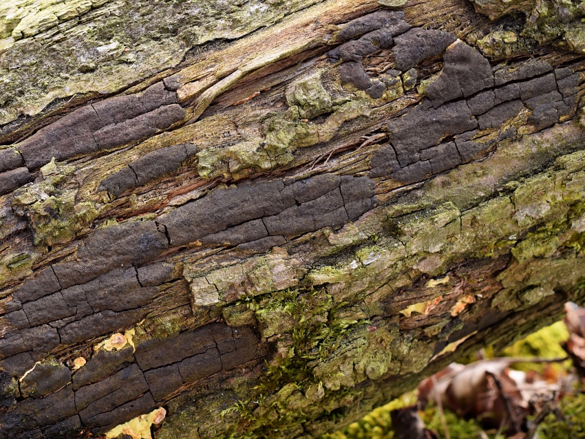 Biscogniauxia cinereolilacina