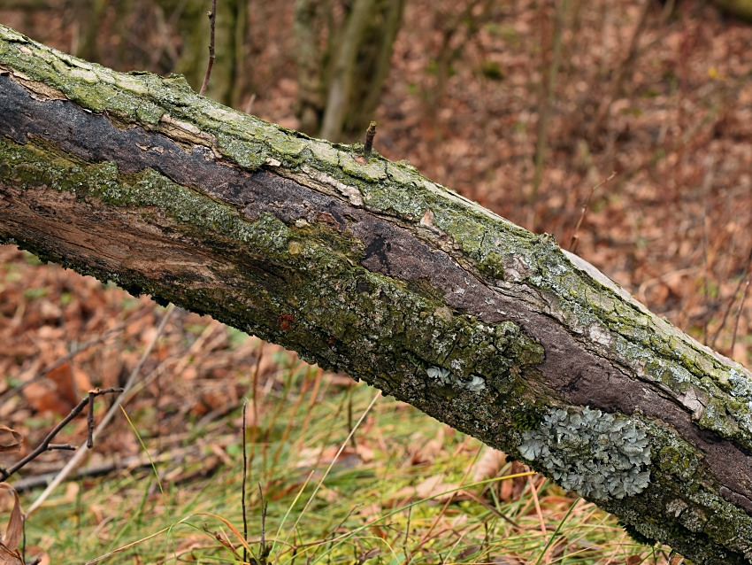 Biscogniauxia cinereolilacina