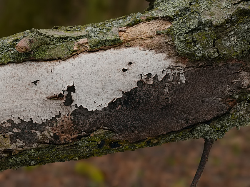 Biscogniauxia cinereolilacina