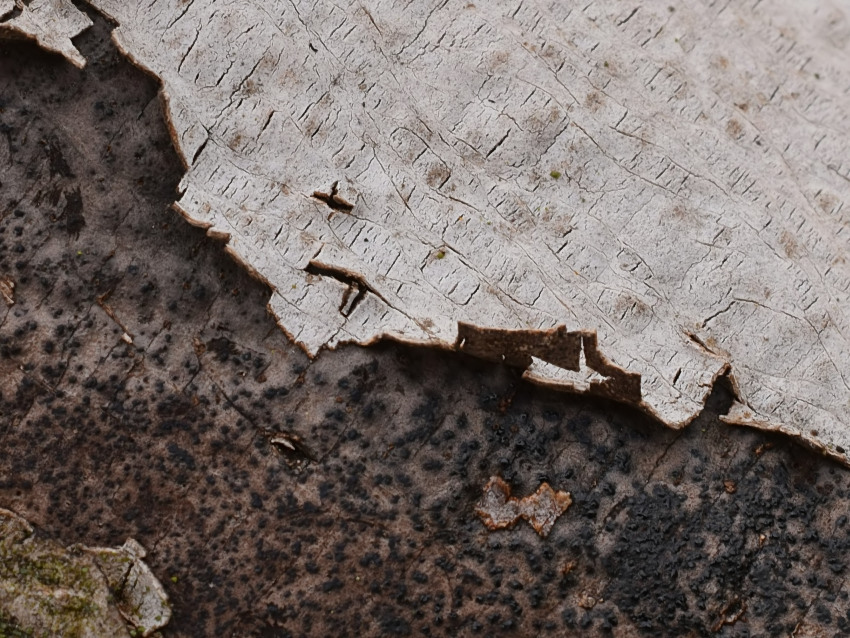 Biscogniauxia cinereolilacina