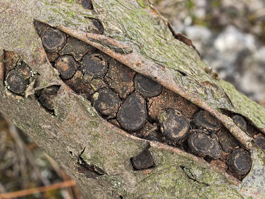 Biscogniauxia marginata