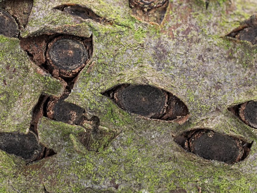 Biscogniauxia marginata