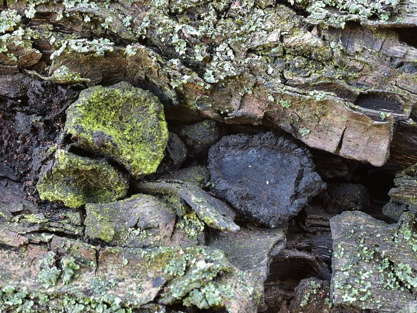 Biscogniauxia simplicior