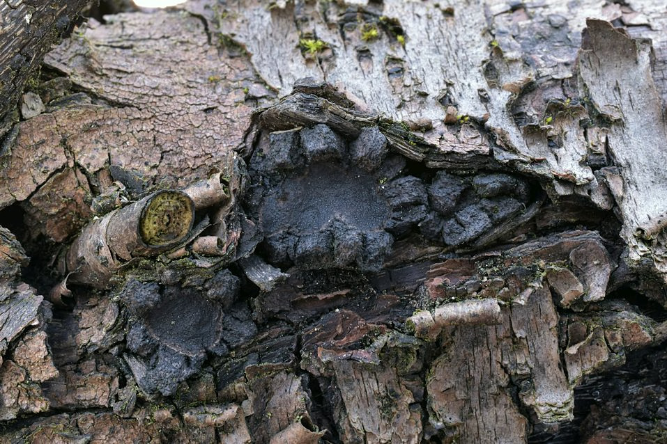 Biscogniauxia simplicior