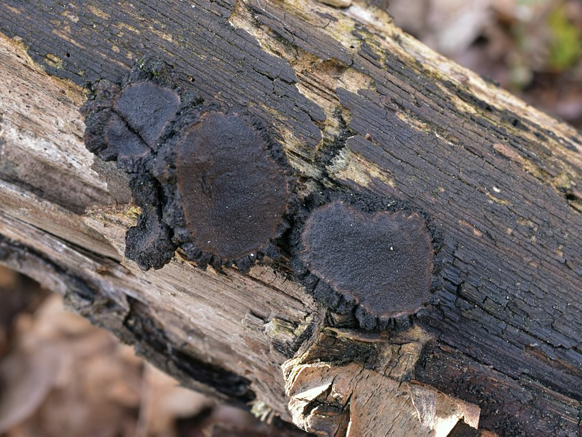 Biscogniauxia simplicior