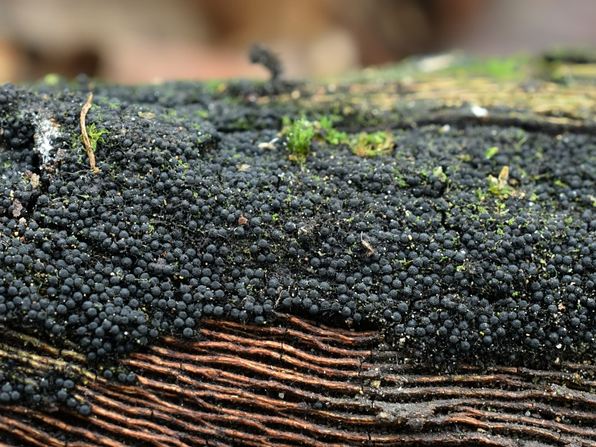 Chaetosphaerella fusca