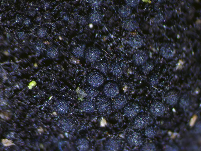 Chaetosphaerella fusca