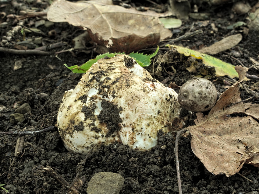 Choiromyces meandriformis