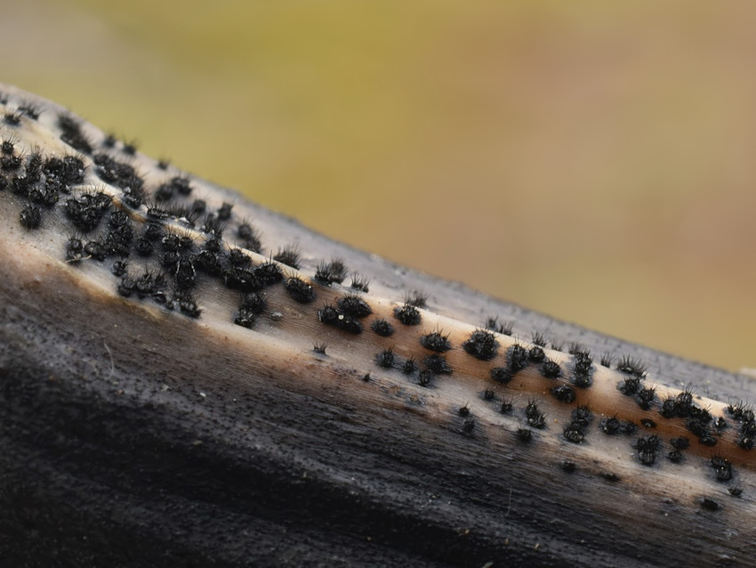 Colletotrichum dematium