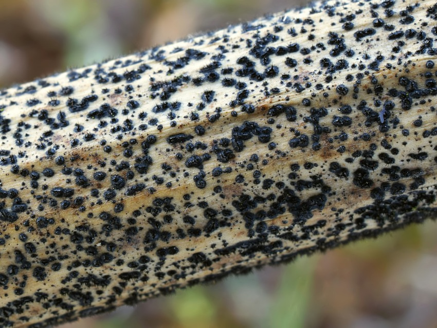 Colletotrichum dematium