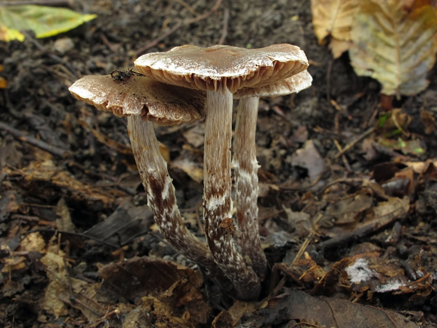 Cortinarius diasemospermus