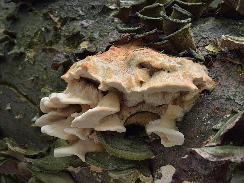 Creolophus cirrhatus