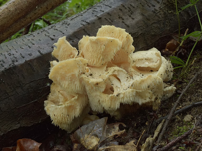 Creolophus cirrhatus