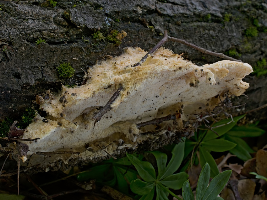 Creolophus cirrhatus