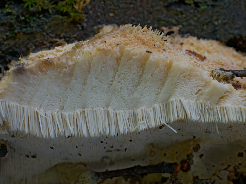 Creolophus cirrhatus