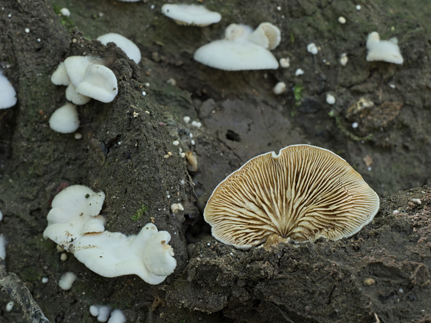 Crepidotus caspari