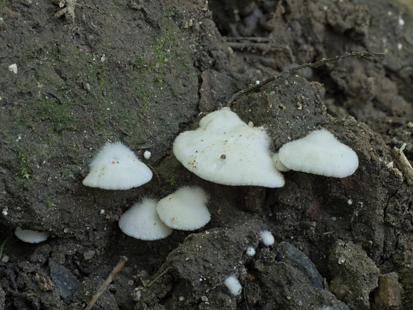 Crepidotus caspari