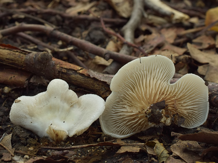 Crepidotus caspari