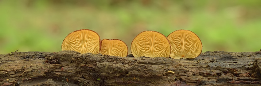 Crepidotus crocophyllus