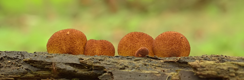 Crepidotus crocophyllus