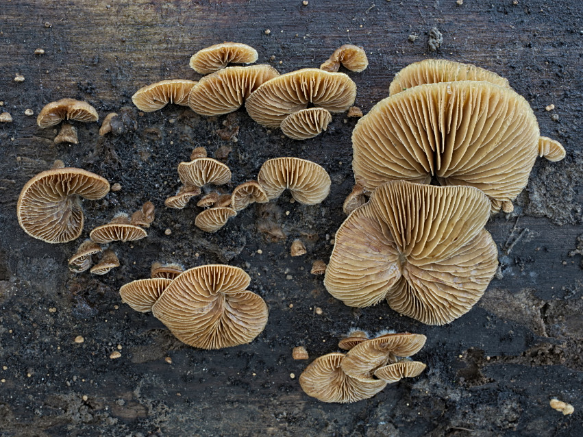 Crepidotus mollis