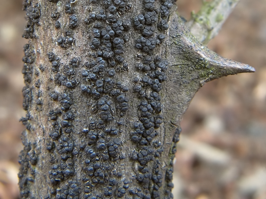 Cucurbitaria elongata