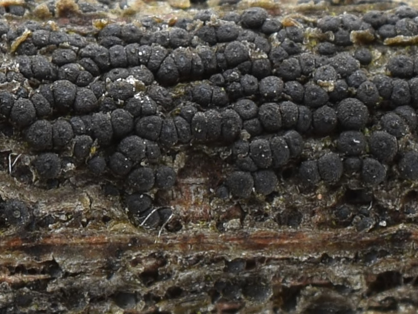 Cucurbitaria elongata